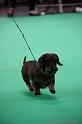 Crufts2011_2 1502